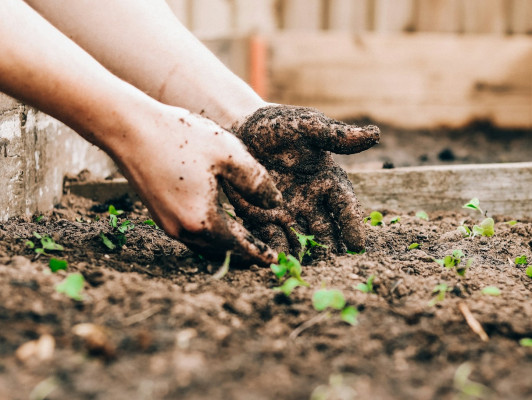 Moestuinieren van ontwerp tot oogst II