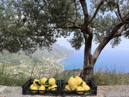 Italiaans 4 (deel 1) [¼C1 - ½C1]