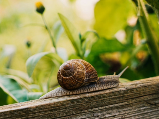 Moestuinieren van ontwerp tot oogst III