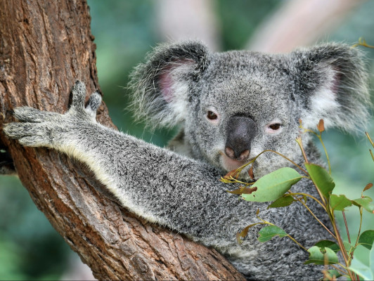 Australian (art)history