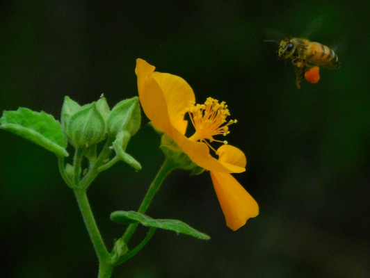 Moestuinieren van ontwerp tot oogst V